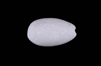 藏品(雨絲寶螺)的圖片